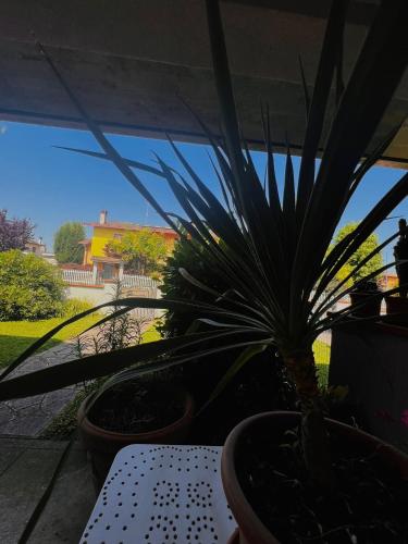 a table with a potted plant on a patio at Civico 21-FreeParking in Vescovato