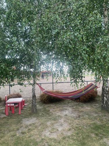 a hammock and a bench under two trees at Domek letniskowy - Świętne nad jeziorem Wilczyńskim in Wilczyn