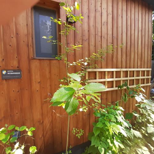 a wooden building with a window and a plant at Natuurhuisje Govinda in Laag-Soeren