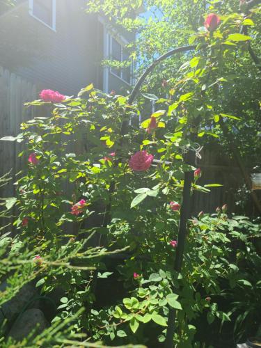 Ein Garten an der Unterkunft Garden View