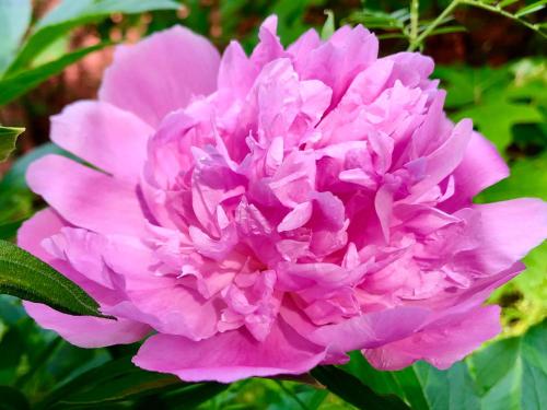 a pink flower with droplets of water on it at The Barn House in Eureka Springs