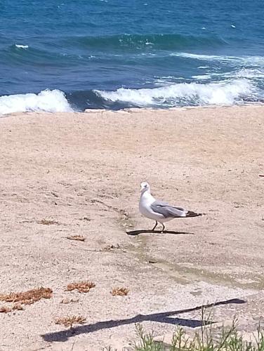 a bird walking on a beach near the ocean at Villa Christina in Malia