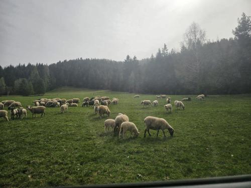 Zvířata v prázdninového domu nebo okolí