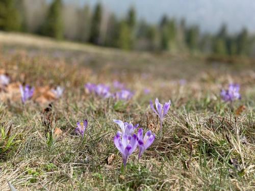 Fotografie z fotogalerie ubytování Szlak By Trafił v destinaci Poręba Wielka