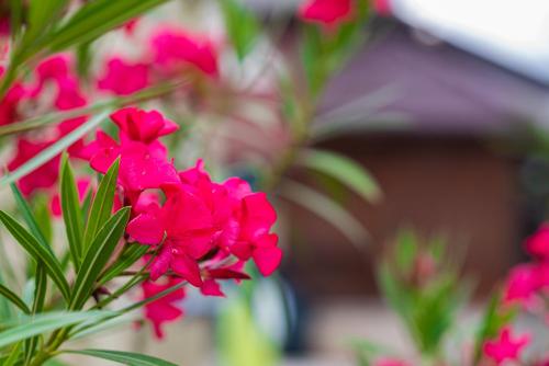 a bunch of pink flowers in a vase at iVAVev IS US ByTheSea EforieSud in Eforie Sud