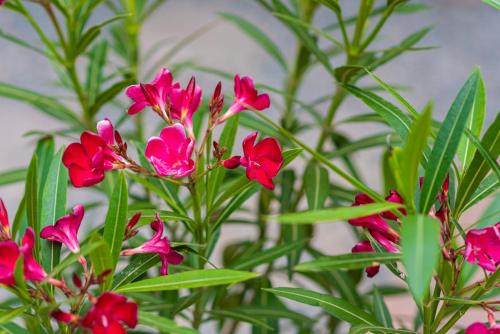a group of pink flowers with green leaves at iVAVev IS US ByTheSea EforieSud in Eforie Sud