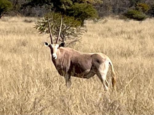 a antelope standing in a field of tall grass at Fish Eagles View - on game farm close to pilansberg in Tiokweng