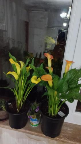 three potted plants sitting on a window sill at Mark in Yeghegnadzor
