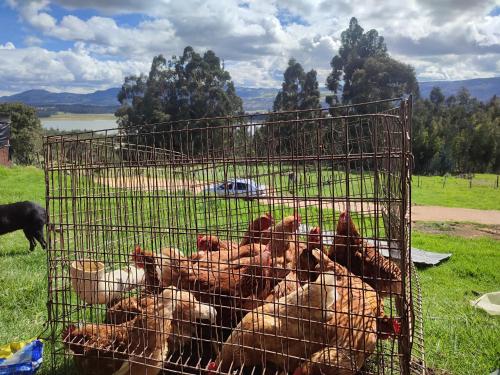 a cage full of chickens sitting in a field at Cabañas Casa Campo Guatavita in Guatavita