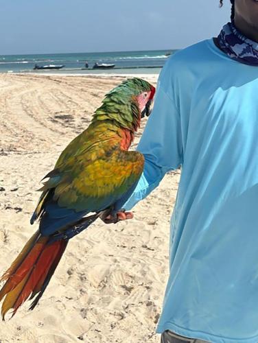 a person holding a colorful bird on the beach at Ocean Views & Private Beach! Luxury 4BDR Getaway in Punta Cana