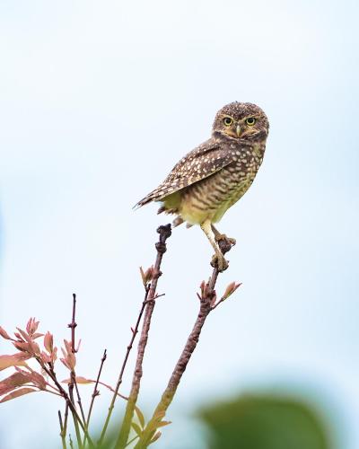 an owl perched on top of a tree branch at Chalé Guapuruvu- Refúgio Namata in Pirenópolis