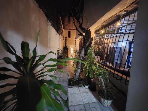 a room with a bunch of potted plants on a table at Private House with Pool, AC, BBQ, Fast Wi-Fi, Pet & Family Friendly, Near Colonial Zone, Mirador Sur Park & Ocean, in Santo Domingo in Santo Domingo