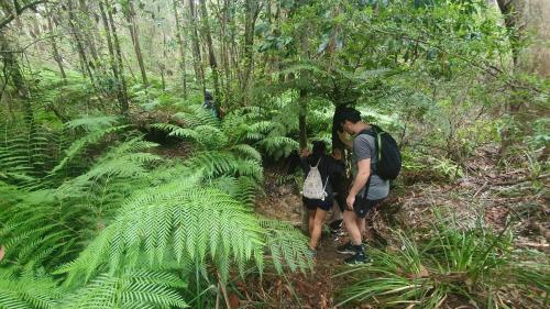 a man and woman walking on a trail in the forest at Flying Fox Backpackers in Katoomba
