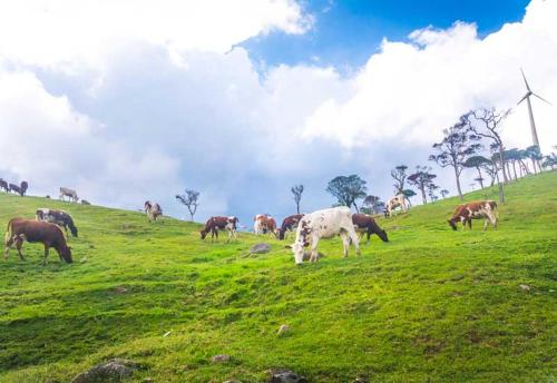 a herd of cows grazing on a grassy hill at Green Mount View Two Bed Room Apartment in Nuwara Eliya