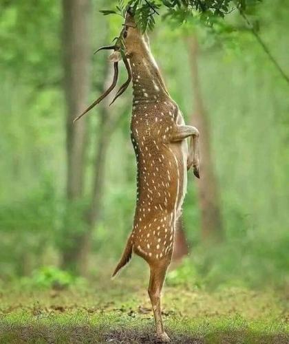 a bird standing on its hind legs eating leaves from a tree at Sigiri Birds Hostel in Sigiriya