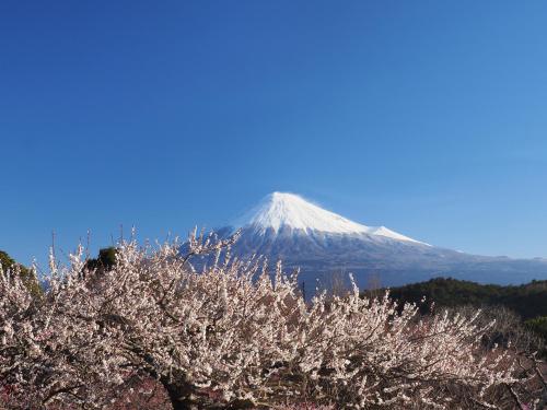 a mountain in the distance withakura trees in the foreground at Temple Lodging Shukubo Kakurinbo in Minobu