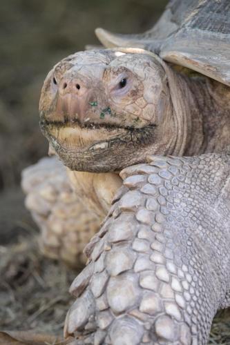 Dyr på resortet eller i nærheden