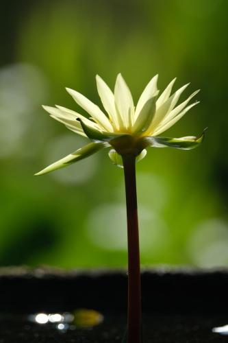 En have udenfor Jivana Resort