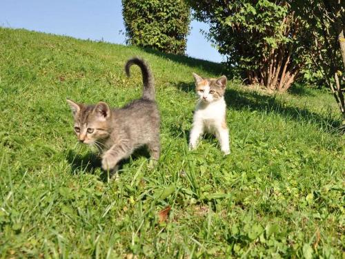 two kittens standing in the grass on a hill at 1 at Lake Faak - Karglhof - South view in Faak am See