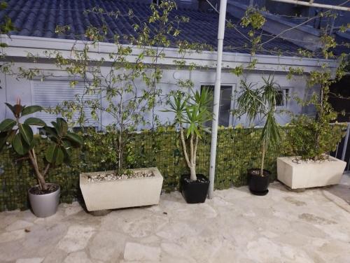 Tres árboles en macetas frente a una cerca. en Milica Soba sa kupatilom 2, en Petrovac na Moru