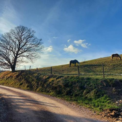 two horses grazing on a hill with a fence at BnB Bagno di Bosco in Gubbio