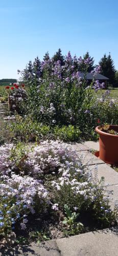 a flower garden with purple and white flowers at Noclegi nad Biebrzą Stara Szkoła in Wroceń