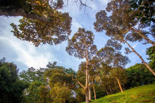 a group of trees on a grassy hill at The Dusun in Seremban