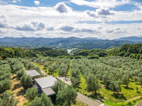 an aerial view of a plantation of trees at オリーブの宿 澳邸 in Takamatsu