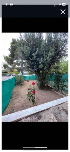 un jardin avec un arbre et des fleurs rouges dans l'établissement Studio en rez de jardin, à Carry-le-Rouet