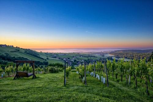 a bunch of vines in a field with the sunset at Kellerstöckl am Berg in Eisenberg an der Pinka