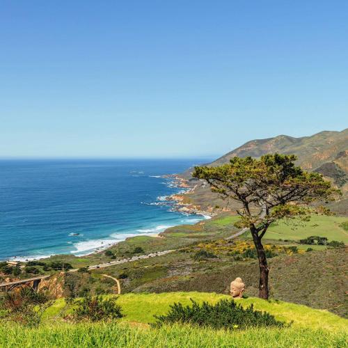 a tree on a hill next to the ocean at 3920 Red Tail Hawk home in Carmel