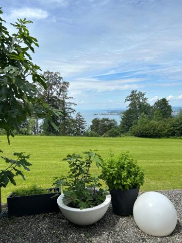 three pots of plants sitting on top of a field at Seeblick Appartements Henle in Bregenz