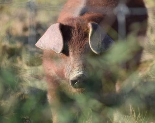 a close up of a cow with an ear at Chambres d'hôtes au Mas du Sire in Quissac