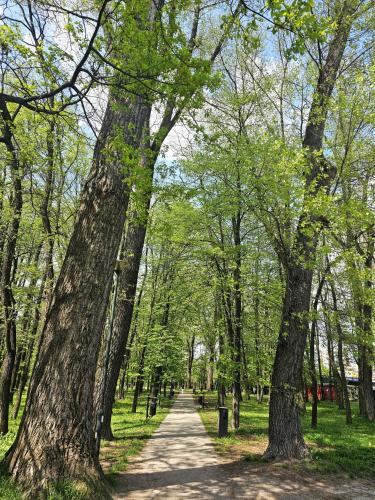 a tree lined path in a park with trees at Park Apartment in Kraków