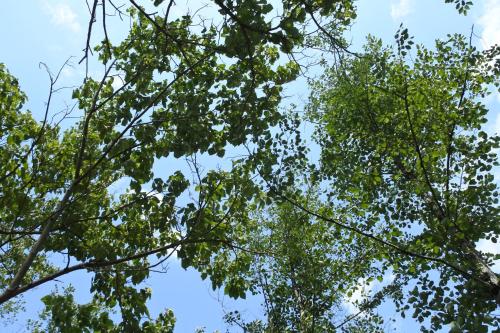 looking up at the trees against the sky at Ecohouse Machakhela 4 in Machakhela