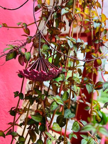 a plant with a purple flower on a pink wall at Exclusive Altos del Maria 2 Bedroom Apartment-Private Pool & Mountain Views in Sorá