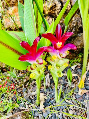 two red flowers with green leaves on the ground at Exclusive Altos del Maria 2 Bedroom Apartment-Private Pool & Mountain Views in Sorá