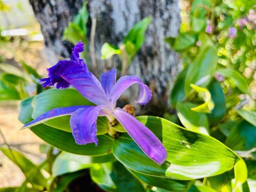 a purple flower sitting on top of green leaves at Exclusive Altos del Maria 2 Bedroom Apartment-Private Pool & Mountain Views in Sorá