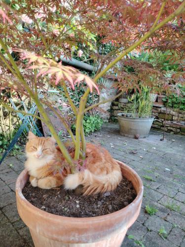 an orange and white cat laying in a flower pot at Chambre chez Didier et Corinne in Maisons