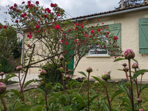 a bush of red flowers in front of a house at Petite maison proche l'aéroport Charles de Gaules, parc Astérix et Stade de France in Goussainville