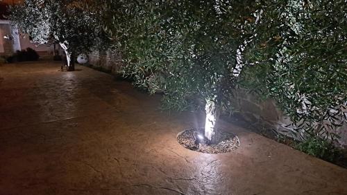 a lit up tree in a courtyard at night at Villa Teresa in Oschiri