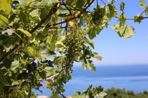 a bunch of grapes hanging from a tree at Sérénité Marine in Fnidek