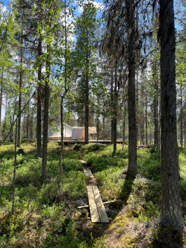 a path through the woods with a tent in the background at LaplandLiv Glampingtent with private sauna at the lake! in Björkliden