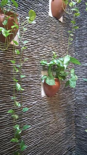 a plant with a tomato growing in a pot at Green CoCo HomeStay in Hoi An