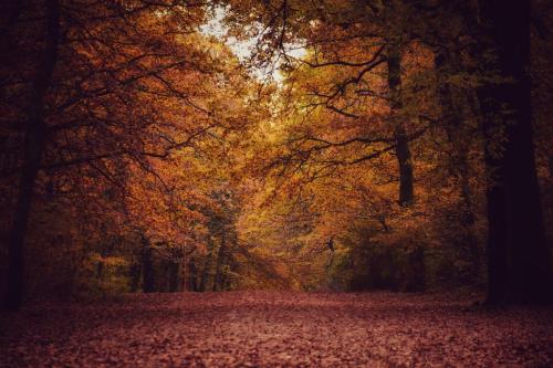 a path in a forest with leaves on the ground at Il Pianerottolo in Manziana