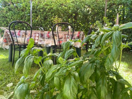 two chairs and a table in a garden with plants at Casa di Sara in Stiava