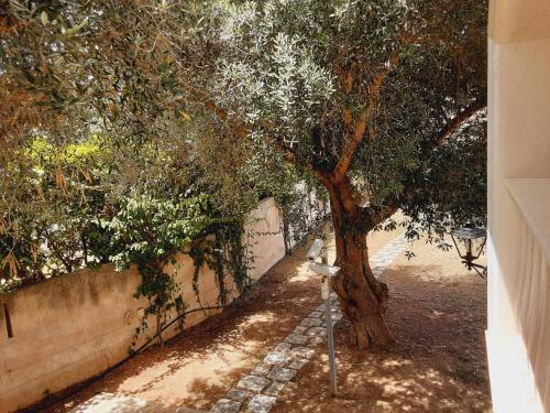 a tree next to a wall with a street light at Relais LaValle in Taranto