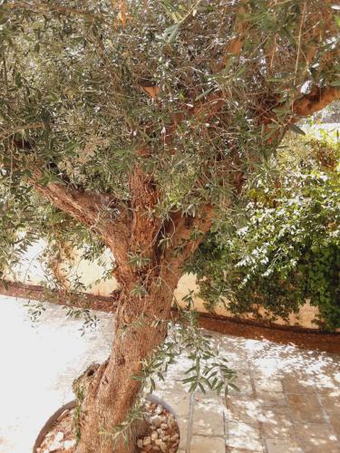 a close up of a tree with many branches at Relais LaValle in Taranto