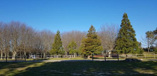 a group of trees in a park with a fence at Arenales Azules in Baiona