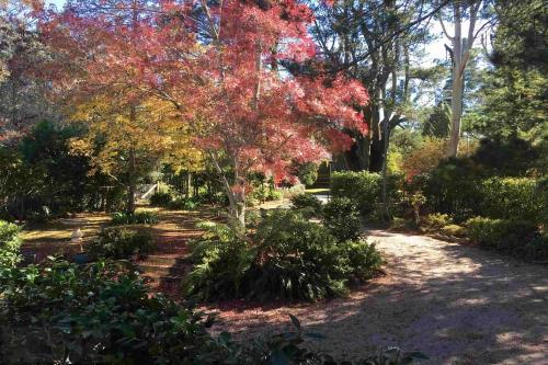 a park with trees with red and yellow leaves at Our Glenbogle in Medlow Bath